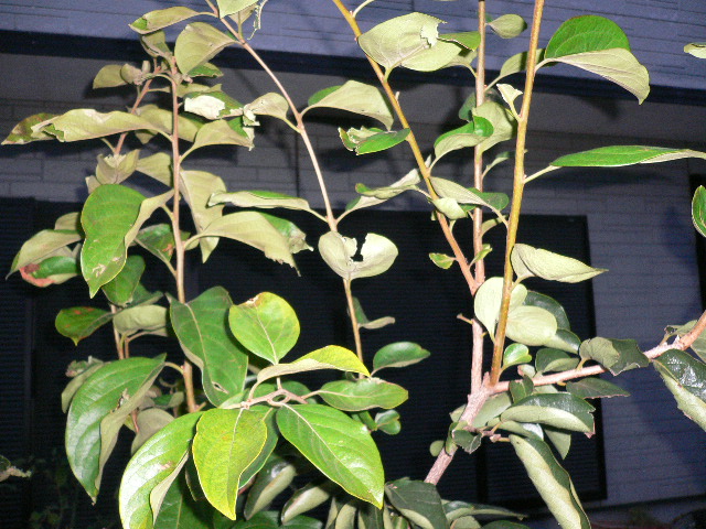 a0249215_1716825.jpg