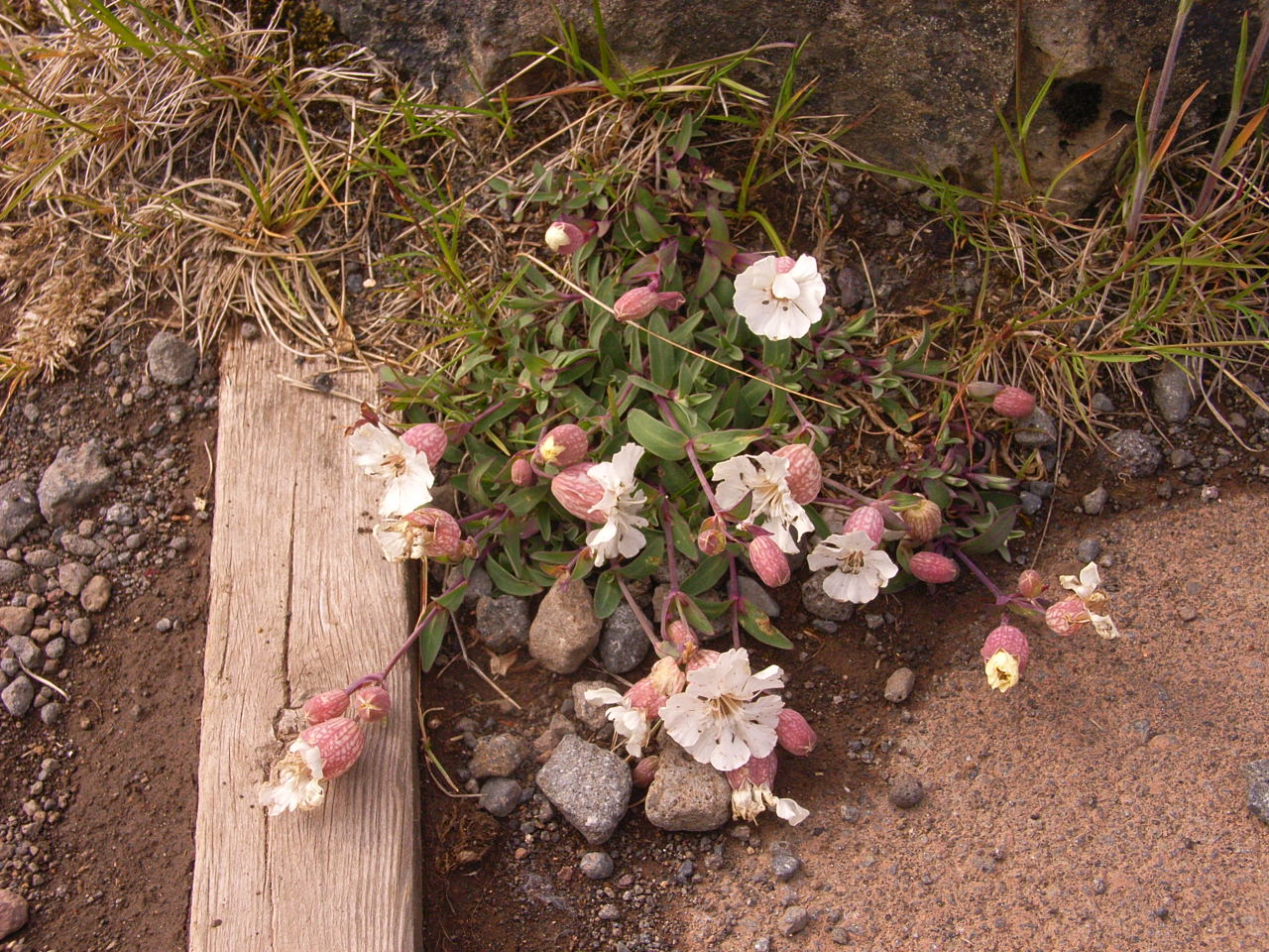 f0257756_1263750.jpg