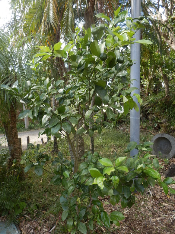 e0292172_20233764.jpg