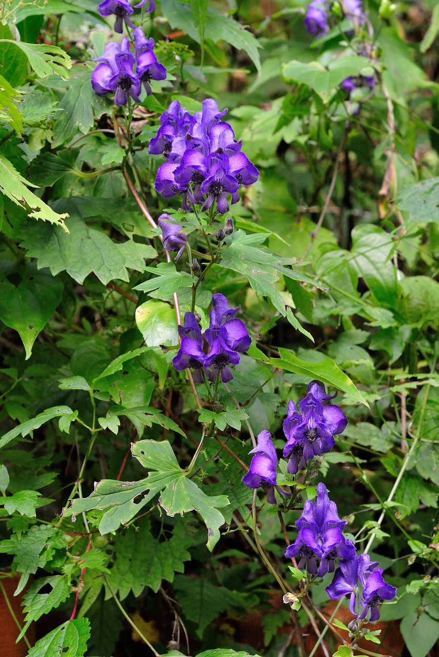 d0328977_9351388.jpg