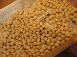 f0153383_10164479.jpg