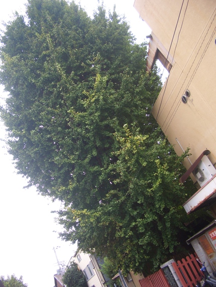 e0033713_1652097.jpg