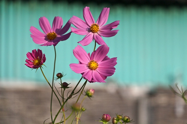 a0242438_1439230.jpg