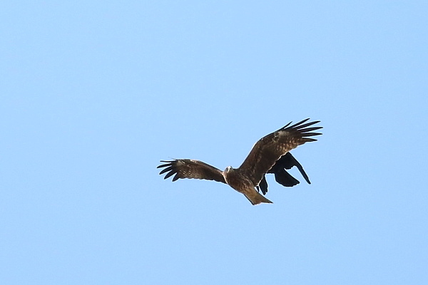 f0215964_9261167.jpg