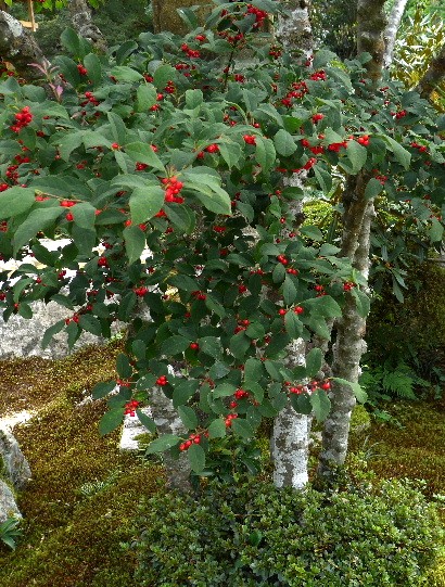 d0084473_16482288.jpg
