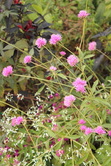 d0001008_16203690.jpg