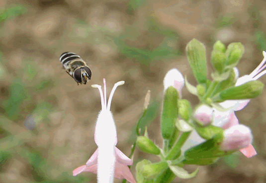 c0136736_20581412.gif