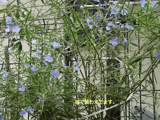 c0136736_20585363.gif