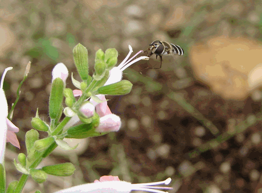 c0136736_2058591.gif