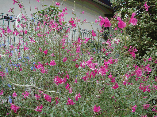 c0136736_20592321.gif