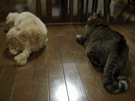 c0136736_215295.gif