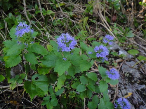 c0179351_16433839.jpg