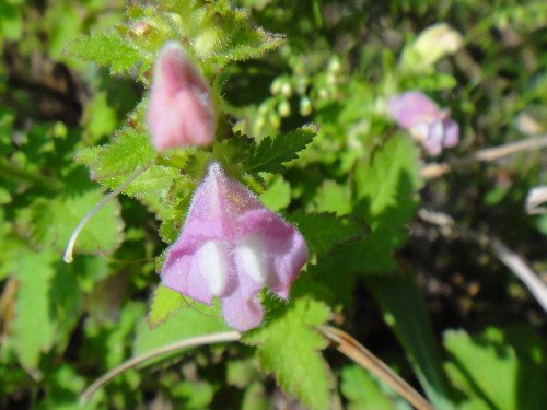c0179351_16451139.jpg