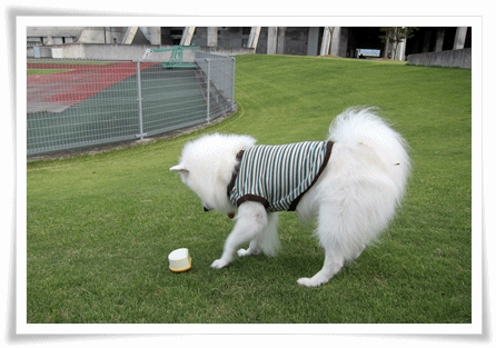 f0168361_1424475.gif