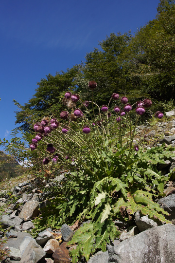 e0054067_21521651.jpg