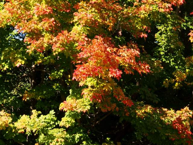 c0183777_535797.jpg