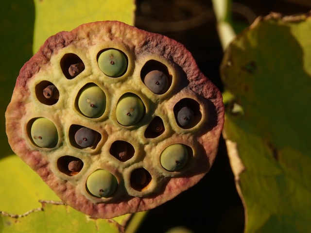 c0183777_5393780.jpg
