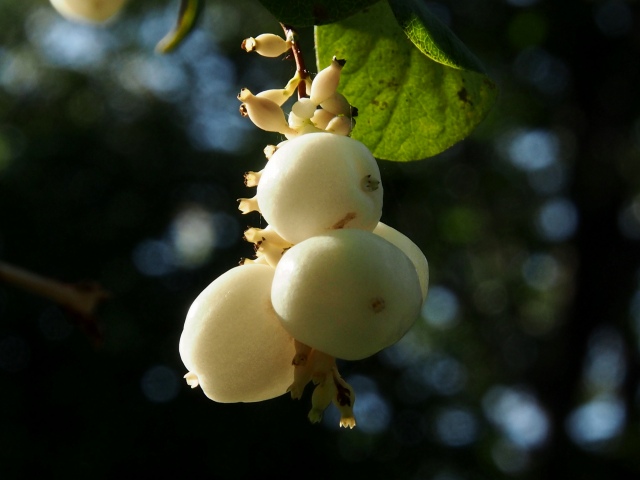 c0183777_5523768.jpg