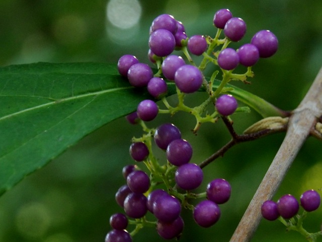 c0183777_5524911.jpg