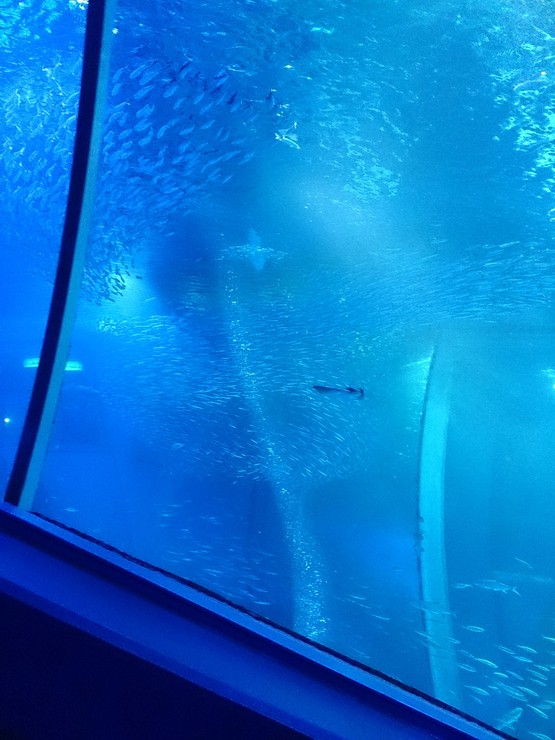 a0168988_20111381.jpg