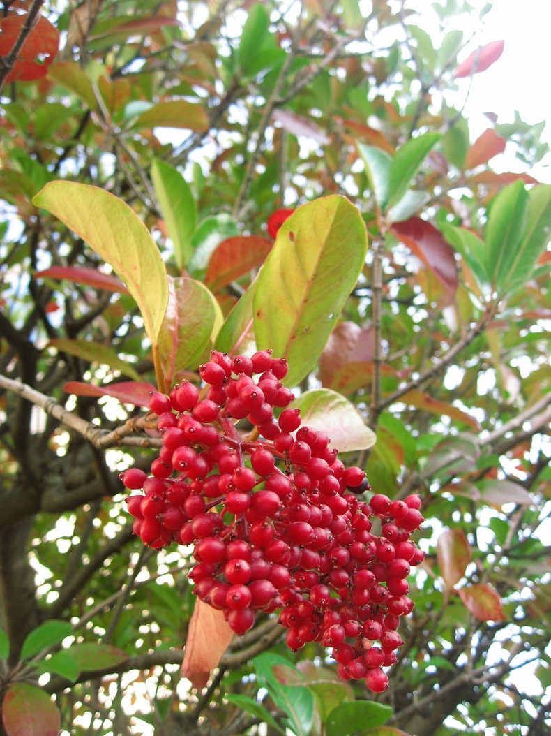 c0204298_23363067.jpg