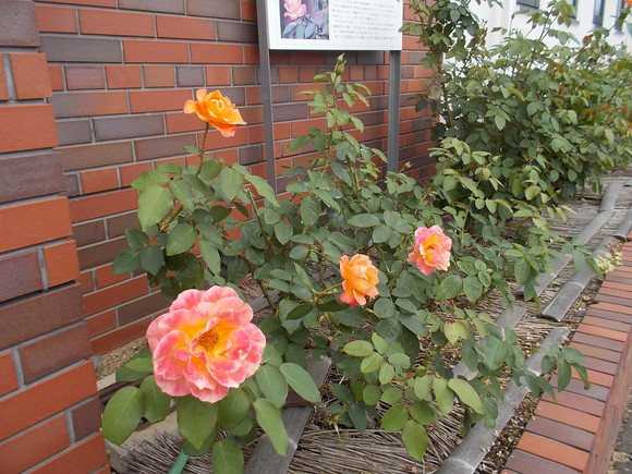 f0111128_9264044.jpg