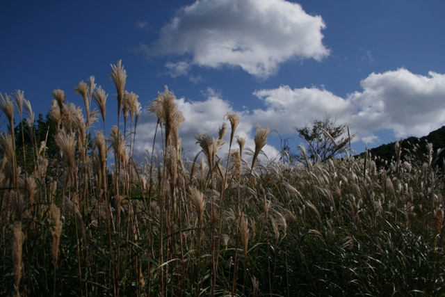 d0049138_875698.jpg