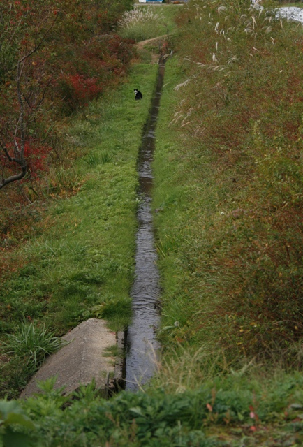 d0049138_884140.jpg