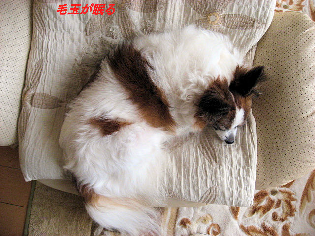 a0149240_11185769.jpg