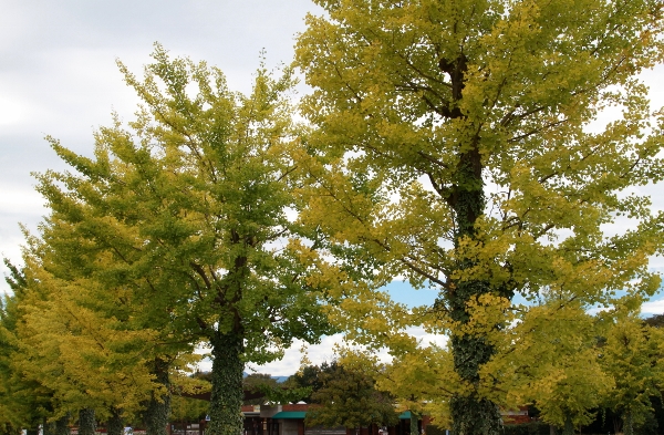 a0120949_6103783.jpg