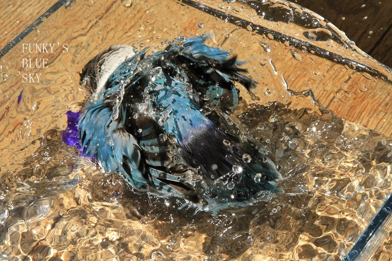 c0145250_1133979.jpg