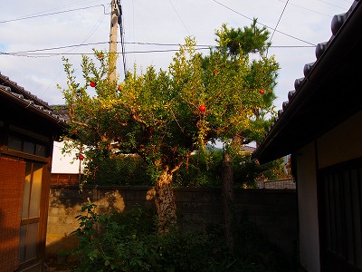 e0001860_981744.jpg