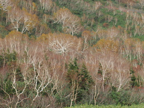 e0312121_0592758.jpg