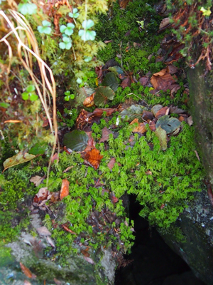 e0312121_1133084.jpg
