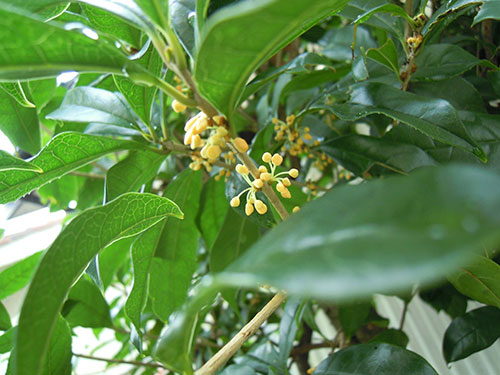 e0034047_12323139.jpg