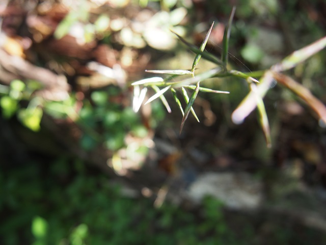 c0042869_2084750.jpg