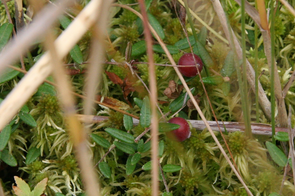 e0118274_21481225.jpg