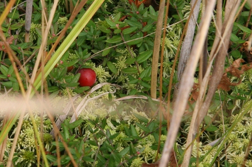 e0118274_2148881.jpg