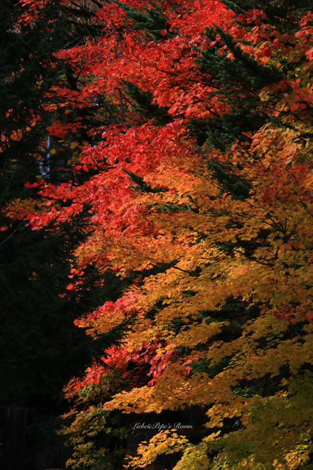 f0001895_17321936.jpg