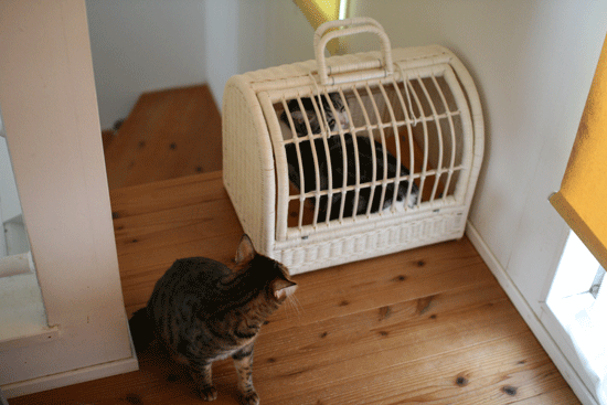 c0011300_2225406.gif