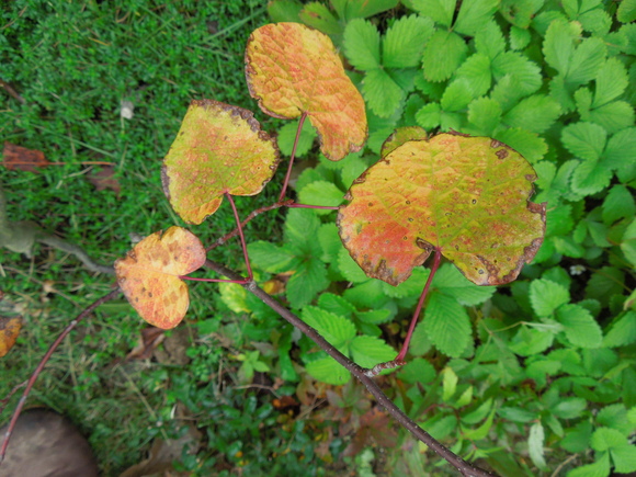 f0297809_20384428.jpg