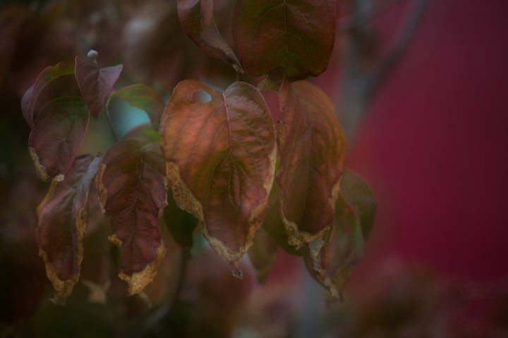 b0134829_11432293.jpg