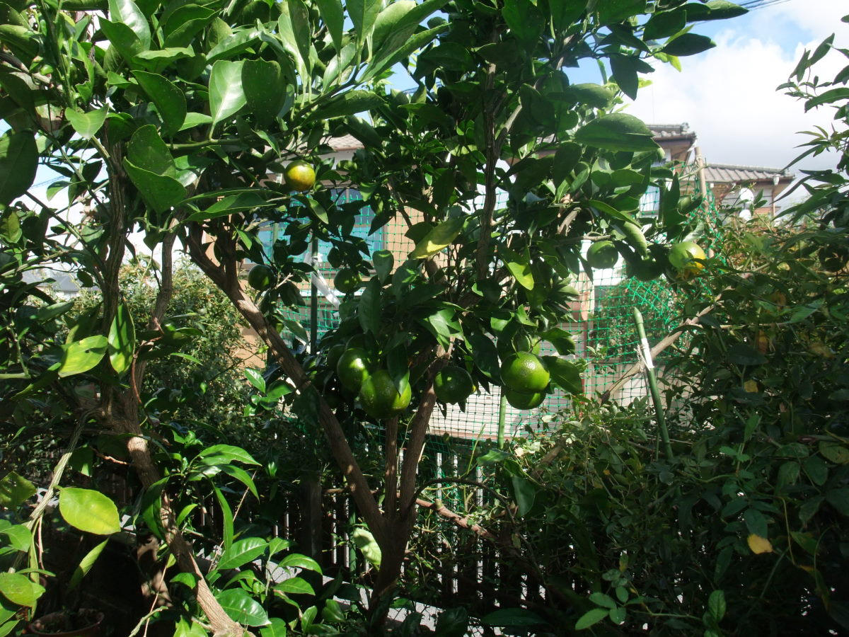 a0303241_22584325.jpg
