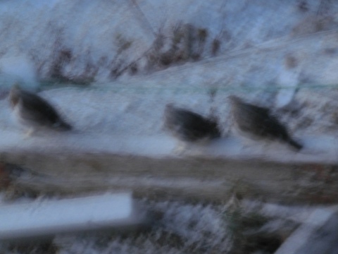 e0045768_2134236.jpg