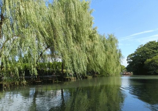 b0159780_9343846.gif