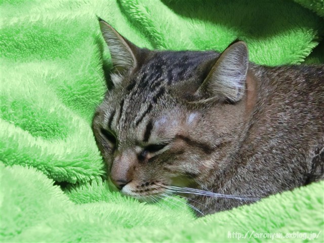 a0159490_16264443.jpg