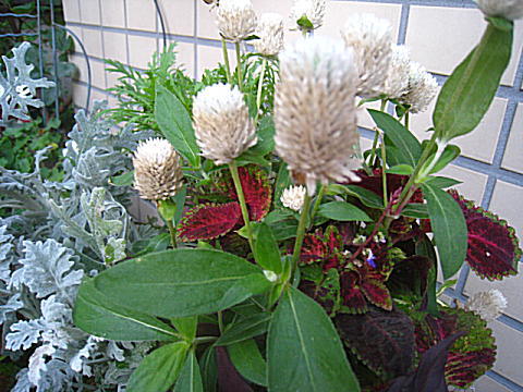 d0046702_6123217.jpg