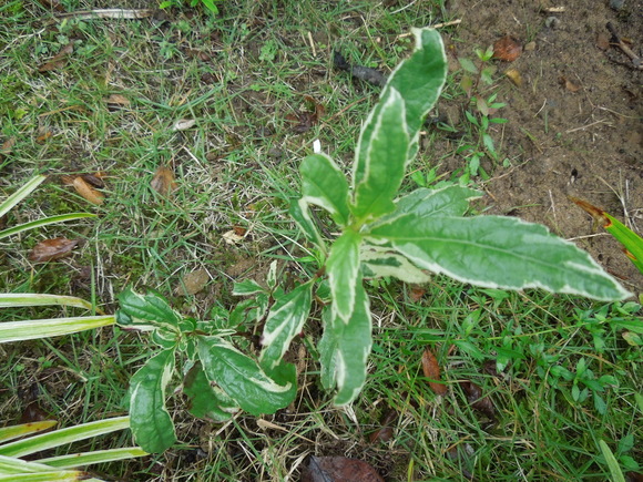 f0297809_2132527.jpg