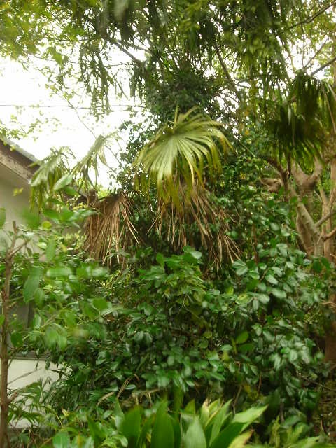b0096418_14322020.jpg
