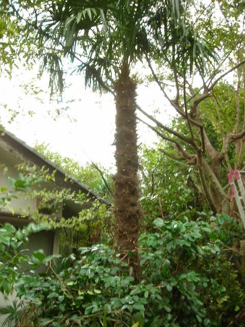 b0096418_14341467.jpg